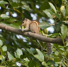 Funambulus palmarum