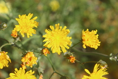 Crepis vesicaria