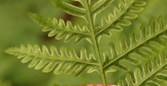 Pteris buchananii