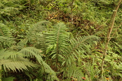 Polystichum pungens