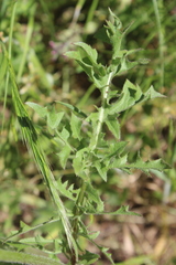 Crepis vesicaria