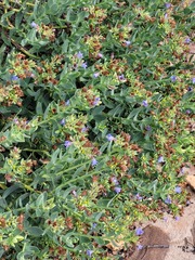 Lobostemon glaucophyllus