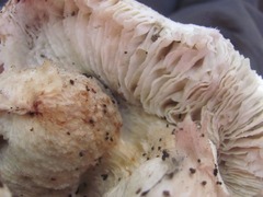 Tricholoma caligatum