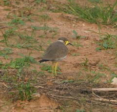 Vanellus malabaricus