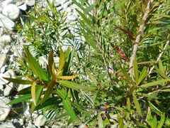 Metrosideros angustifolia