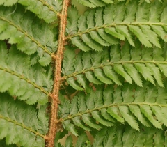 Polystichum pungens