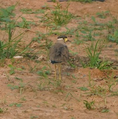 Vanellus malabaricus