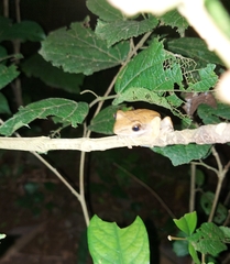 Polypedates maculatus