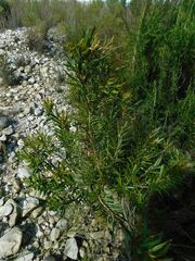 Metrosideros angustifolia