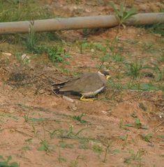 Vanellus malabaricus