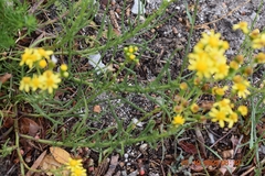 Senecio burchellii