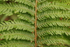 Polystichum pungens