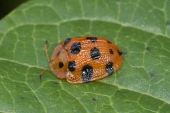 Laccoptera quatuordecimnotata