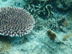 Acropora millepora