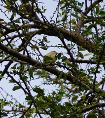 Dicaeum erythrorhynchos