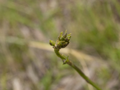 Bulbine bulbosa