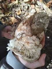 Tricholoma caligatum
