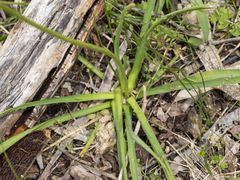 Bulbine bulbosa