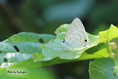 Catochrysops panormus