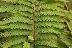 Polystichum pungens