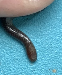 Leptotyphlopidae