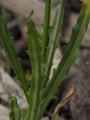 Wahlenbergia stricta