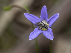 Wahlenbergia stricta