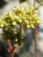 Crassula atropurpurea