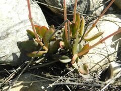 Crassula atropurpurea