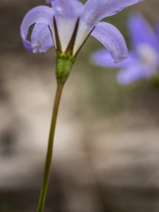 Wahlenbergia stricta
