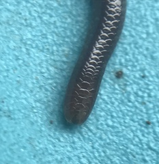 Leptotyphlopidae