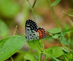 Talicada nyseus nyseus