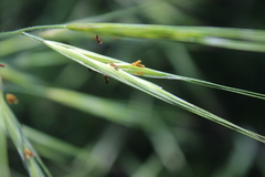 Bromus diandrus