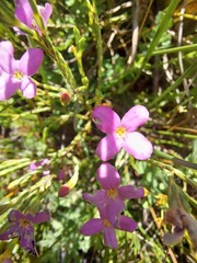 Lachnaea uniflora