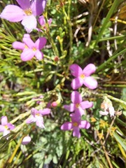 Lachnaea uniflora