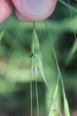 Bromus diandrus