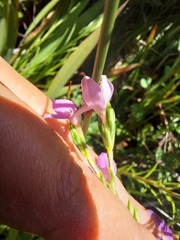 Lachnaea uniflora
