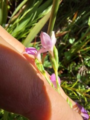 Lachnaea uniflora