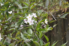 Solanum laxum