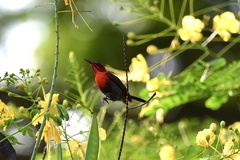 Aethopyga siparaja siparaja