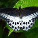 Indian Blue Mormon - Photo (c) Ayaan S, some rights reserved (CC BY-NC-ND), uploaded by Ayaan S