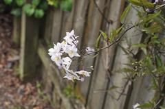 Solanum laxum