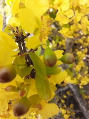 Ochna pulchra