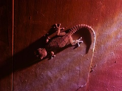 Chondrodactylus bibronii