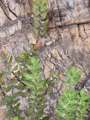 Gomphocarpus
