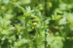 Ranunculus parviflorus