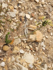 Pelargonium rapaceum