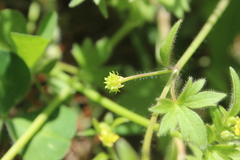 Ranunculus parviflorus