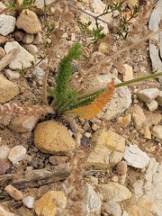 Pelargonium rapaceum