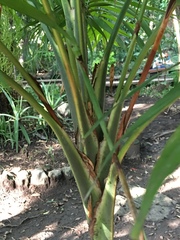 Arecaceae
